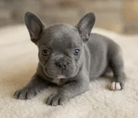 Vector, a male French Bulldog for sale in Renton, WA – Photo 4 of 6