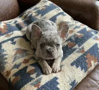 Cosmo, a male French Bulldog for sale in Renton, WA – Photo 3 of 7