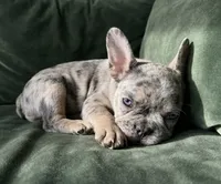 Cosmo, a male French Bulldog for sale in Renton, WA – Photo 6 of 7