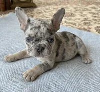 Cosmo, a male French Bulldog for sale in Renton, WA – Photo 5 of 7