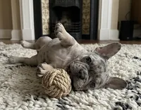 Cosmo, a male French Bulldog for sale in Renton, WA – Photo 4 of 7