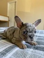 Cosmo, a male French Bulldog for sale in Renton, WA – 10 of 10