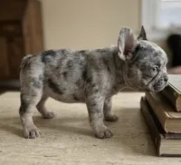 Cosmo, a male French Bulldog for sale in Renton, WA – Photo 7 of 7