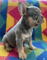 Quantum, a male French Bulldog for sale in Renton, WA – Photo 3 of 6