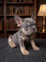Quantum, a male French Bulldog for sale in Renton, WA – Photo 4 of 10