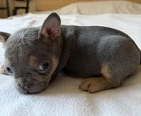 Quantum, a male French Bulldog for sale in Renton, WA – Photo 6 of 6