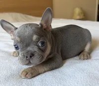 Quantum, a male French Bulldog for sale in Renton, WA – Photo 4 of 6