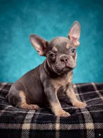 Quantum, a male French Bulldog for sale in Renton, WA – Photo 3 of 10