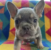 Quantum, a male French Bulldog for sale in Renton, WA – Photo 2 of 6