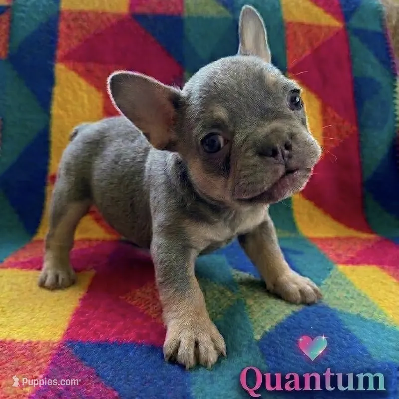 Quantum – French Bulldog puppy for sale in Renton, WA