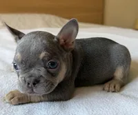 Quantum, a male French Bulldog for sale in Renton, WA – Photo 5 of 6