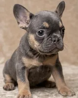 Aura, a female French Bulldog for sale in Renton, WA – Photo 4 of 5