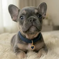 Aura, a female French Bulldog for sale in Renton, WA – Photo 2 of 5