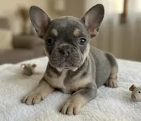 Aura, a female French Bulldog for sale in Renton, WA – Photo 3 of 5