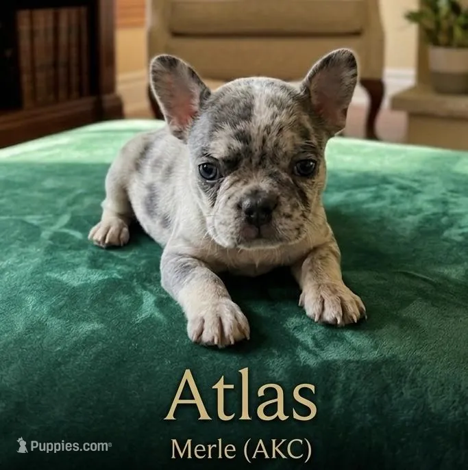 Atlas – French Bulldog puppy for sale in Renton, WA