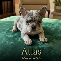 Atlas, a male French Bulldog for sale in Renton, WA – Photo 1 of 6