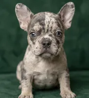 Atlas, a male French Bulldog for sale in Renton, WA – Photo 3 of 6