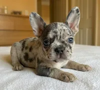 Atlas, a male French Bulldog for sale in Renton, WA – Photo 4 of 6