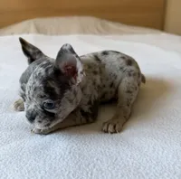 Atlas, a male French Bulldog for sale in Renton, WA – Photo 6 of 6