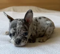 Atlas, a male French Bulldog for sale in Renton, WA – Photo 5 of 6