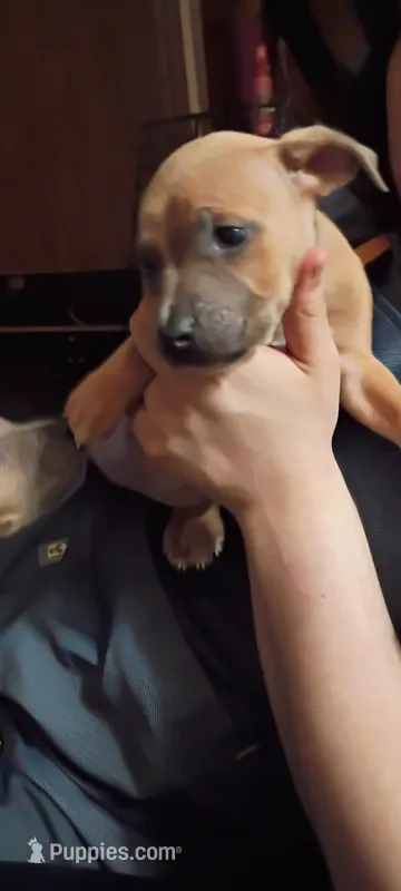Puppy 3 – American Bully puppy for sale in Simpsonville, SC