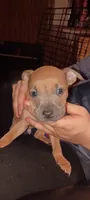 Puppy 2, a male American Bully for sale in Simpsonville, SC – 2 of 2