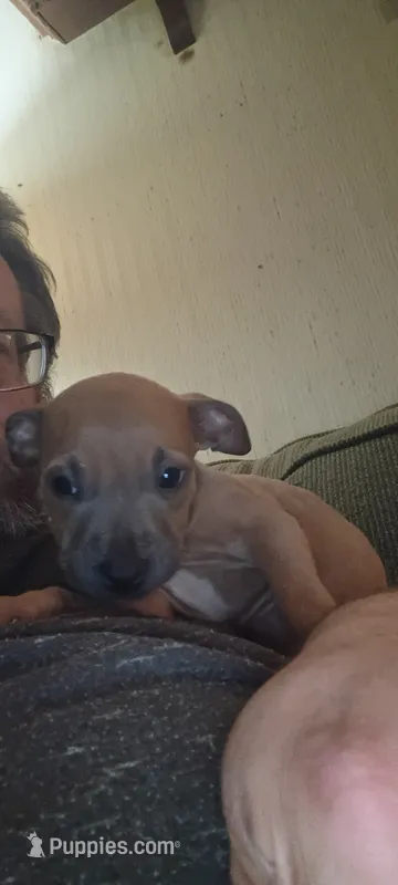 Puppy 5 – American Bully puppy for sale in Simpsonville, SC
