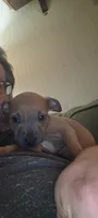 Puppy 5, a female American Bully for sale in Simpsonville, SC – 1 of 2