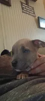 Puppy 1, a male American Bully for sale in Simpsonville, SC – 2 of 2
