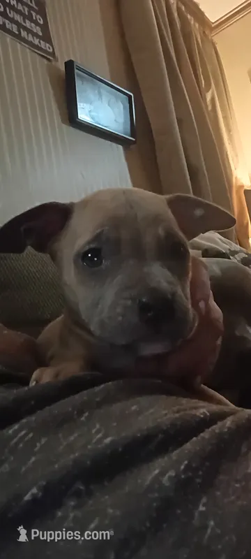 Puppy 1 – American Bully puppy for sale in Simpsonville, SC