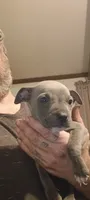 Puppy4, a female American Bully for sale in Simpsonville, SC – 2 of 2
