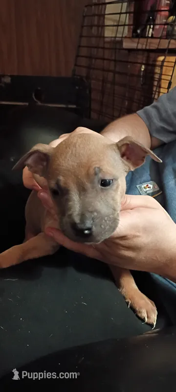 Puppy 2 – American Bully puppy for sale in Simpsonville, SC