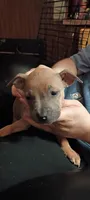 Puppy 2, a male American Bully for sale in Simpsonville, SC – 1 of 2