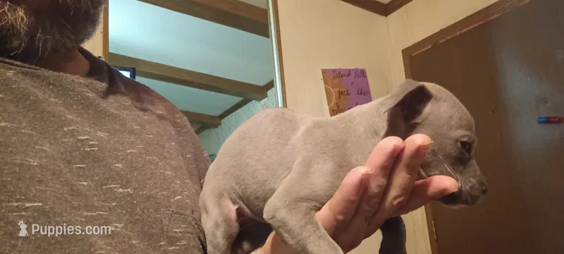 Puppy4 – American Bully puppy for sale in Simpsonville, SC