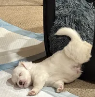 processed/5a1a377e-833e-4257-b0aa-b7d2b541253c/listing/a8260a2a-15da-478a-9d8f-eb48ffd259a9/73e74039-ffe7-4e10-b3fc-2deee3f75d1b