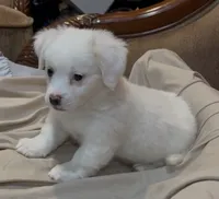 processed/5a1a377e-833e-4257-b0aa-b7d2b541253c/listing/a8260a2a-15da-478a-9d8f-eb48ffd259a9/85dfc697-349a-4bf2-b3dd-0c06f10dce8b