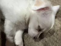 processed/5a1a377e-833e-4257-b0aa-b7d2b541253c/listing/a8260a2a-15da-478a-9d8f-eb48ffd259a9/ee1e73e5-8107-4876-8a72-25555353bc89