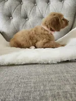 F1 GOLDENDOODLE PUPPY! GOLDENDOODLES, a female Goldendoodle for sale in Flower Mound, TX – 9 of 10