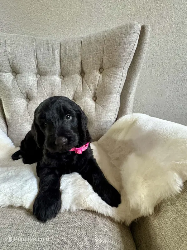 F1 GOLDENDOODLE PUPPY! GOLDEn doodle – Goldendoodle puppy for sale in Flower Mound, TX
