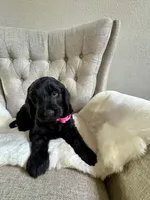 F1 GOLDENDOODLE PUPPY! GOLDENDOODLES, a female Goldendoodle for sale in Flower Mound, TX – 2 of 10