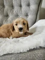 F1 GOLDENDOODLE PUPPY! GOLDENDOODLES, a female Goldendoodle for sale in Flower Mound, TX – 10 of 10
