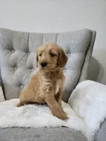 F1 GOLDENDOODLE PUPPY! GOLDENDOODLES, a female Goldendoodle for sale in Flower Mound, TX – 5 of 10