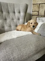 F1 GOLDENDOODLE PUPPY! GOLDENDOODLES, a female Goldendoodle for sale in Flower Mound, TX – 6 of 10