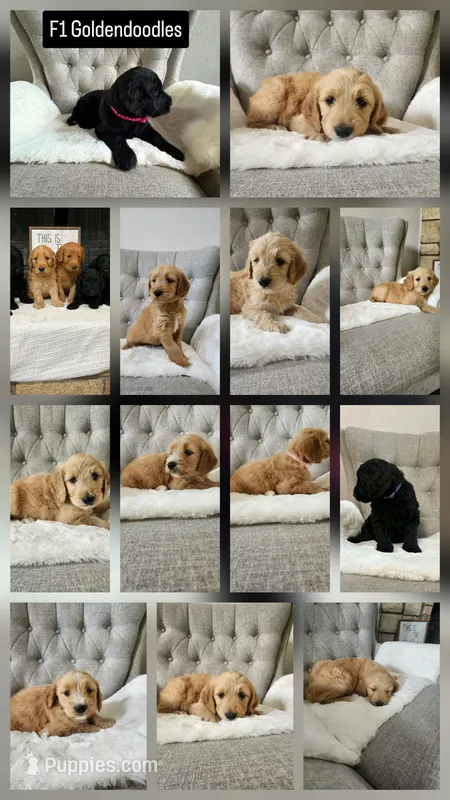 F1 GOLDENDOODLE PUPPY! GOLDENDOODLES – Goldendoodle puppy for sale in Flower Mound, TX
