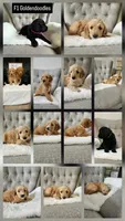 F1 GOLDENDOODLE PUPPY! GOLDENDOODLES, a female Goldendoodle for sale in Flower Mound, TX – 1 of 10