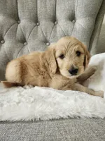 F1 GOLDENDOODLE PUPPY! GOLDENDOODLES, a female Goldendoodle for sale in Flower Mound, TX – 8 of 10