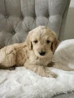 F1 GOLDENDOODLE PUPPY! GOLDENDOODLES, a female Goldendoodle for sale in Flower Mound, TX – 7 of 10