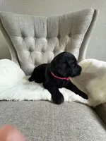 F1 GOLDENDOODLE PUPPY! GOLDENDOODLES, a female Goldendoodle for sale in Flower Mound, TX – 3 of 10