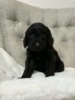 F1 GOLDENDOODLE PUPPY! GOLDENDOODLES, a female Goldendoodle for sale in Flower Mound, TX – 4 of 10