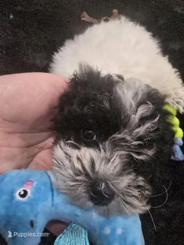 Chloe  – Poodle - Miniature  puppy for sale in Denton, TX